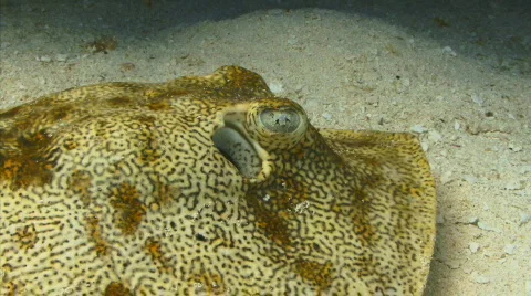 Yellowray with small fish Video stock 721917