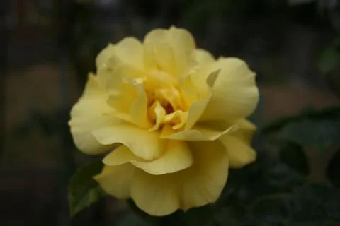 Yellowrose Stock Photos