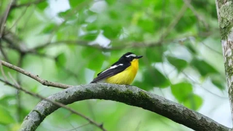Yellowrumped flycatcher perched on a mossy tree branch in the forest Stock Footage 335248670