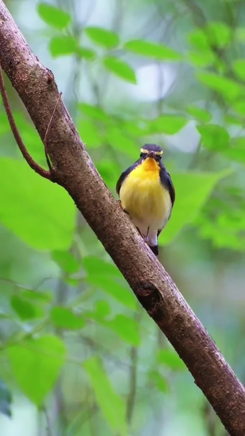 Yellowrumped flycatcher perched on a tree branch in the forest Vídeos de archivo 336033631