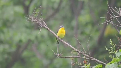 Yellowrumped flycatcher perched on a tree branch Stock Footage 336033632