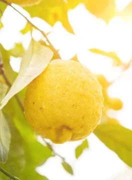 Yellows lemon tree Stock Photos
