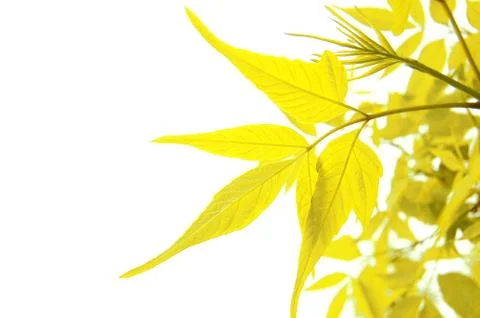 Yellows Stock Photos