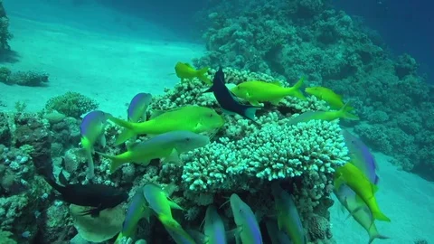 Yellowsaddle goatfish Video stock 78207154