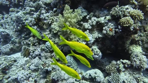 Yellowsaddle goatfish Stock Footage 280681820