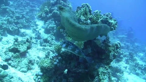 Yellowspotted burrfish - cyclichthys spilostylus Stock Footage 79804341