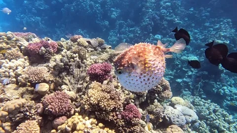 Yellowspotted burrfish (cyclichthys spilostylus)  using its defense system. Stock Footage 274642875