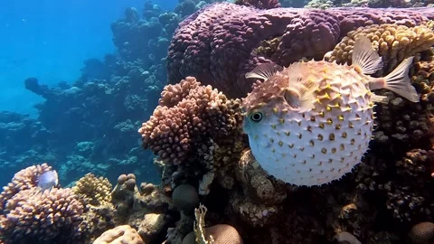 Yellowspotted burrfish (cyclichthys spilostylus)  using its defense system. 스톡 동영상 274643175