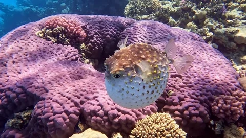 Yellowspotted burrfish (cyclichthys spilostylus)  using its defense system. Video stock 274644574