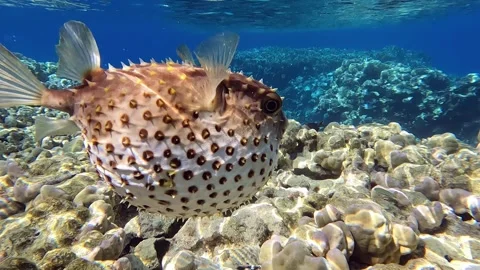 Yellowspotted burrfish (cyclichthys spilostylus)  using its defense system. Video stock 274650032