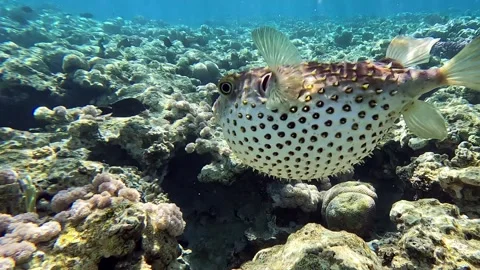 Yellowspotted burrfish (cyclichthys spilostylus)  using its defense system. Video stock 274652174