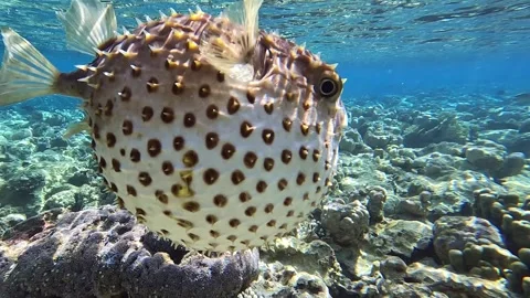 Yellowspotted burrfish (cyclichthys spilostylus)  using its defense system. Stock Footage 274652401