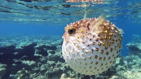 Yellowspotted burrfish (cyclichthys spilostylus)  using its defense system. 스톡 동영상 274652924