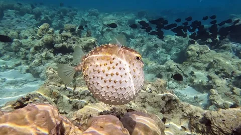 Yellowspotted burrfish (cyclichthys spilostylus)  using its defense system. Stock Footage 274656884