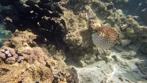 Yellowspotted burrfish (cyclichthys spilostylus)  using its defense system. Video stock 274657953