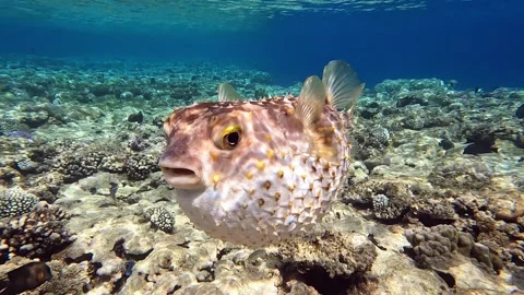 Yellowspotted burrfish (cyclichthys spilostylus)  using its defense system. 스톡 동영상 278955871
