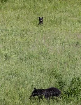 Yellowstone Bears Stock Photos