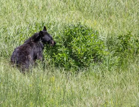 Yellowstone Bears Stock Photos