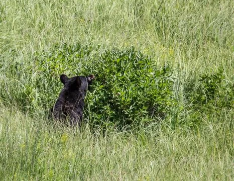 Yellowstone Bears Stock Photos