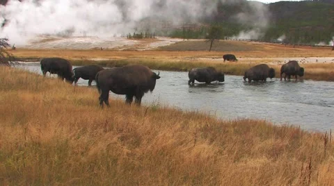 Yellowstone Bison cross stream 041b Stock-Footage 973784