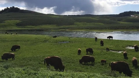 Yellowstone Bison Stock Footage 102622641