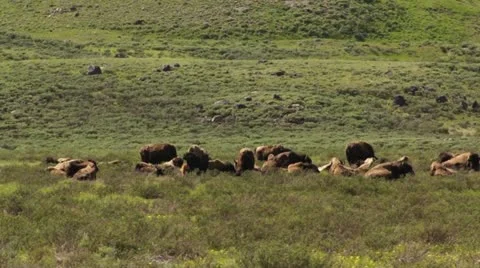 Yellowstone Bison Herd CU Stock Footage 18099140