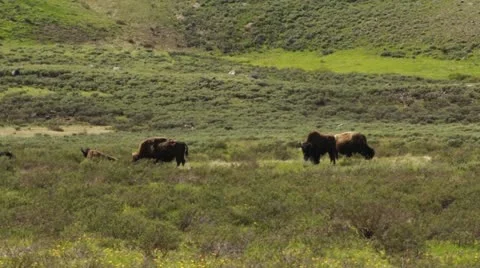 Yellowstone Bison Herd Stock Footage 18097018