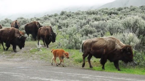Yellowstone Bison Herd On The Move Stock Footage 82141892