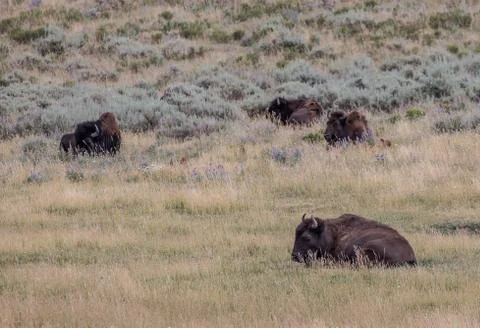Yellowstone Bison Stock Photos