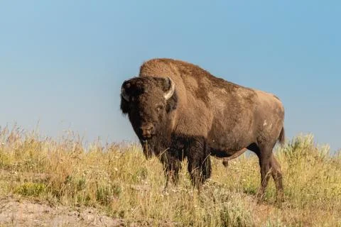 Yellowstone Bison Stock Photos
