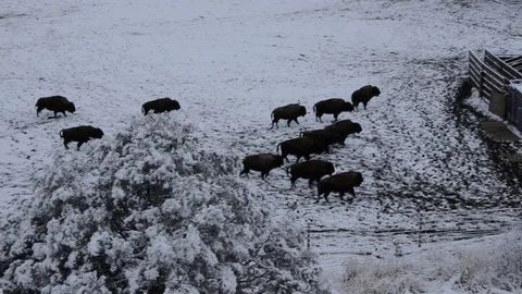 Yellowstone Bison Quarantine Facility Stock Footage 120147697
