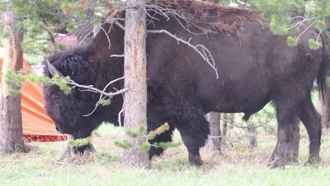 Yellowstone Bison Walking Through Bridge Bay Campground Stockbeeldmateriaal 345924034