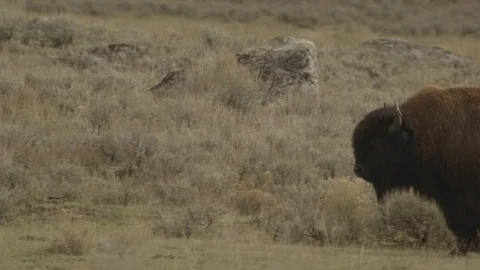 Yellowstone Bison Walks Across Frame, Rack Focus Tall Grass Stock Footage 122223541