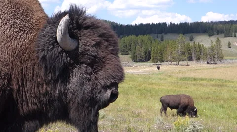Yellowstone Bison Wildlife Stock Footage 62813091