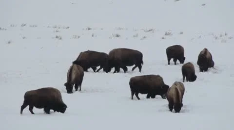Yellowstone Bison in Winter Video stock 10729596