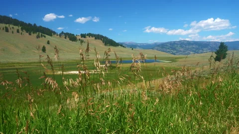 Yellowstone Blacktail Ponds Stock Footage 140117008