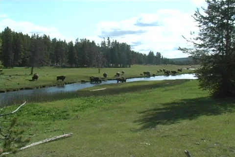 Yellowstone buffalo Stock Footage 81069