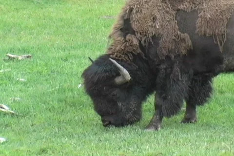 Yellowstone Buffalo Stock Footage 116190