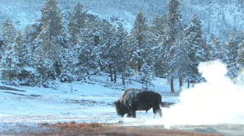 Yellowstone buffalo Stock Footage