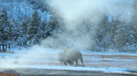 Yellowstone buffalo Stock-Footage 649460