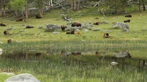 Yellowstone buffalo on lake reflection Stock-Footage 11112546