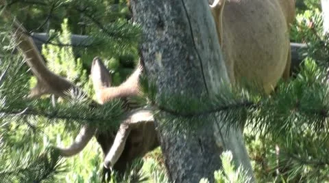 Yellowstone Elk 2 Stock Footage 11148433