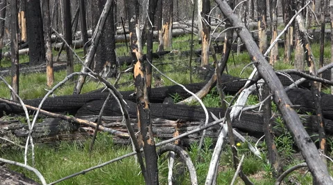 Yellowstone fired destroyed forest bull elk dead trees pan 4K Stock Footage 51486730