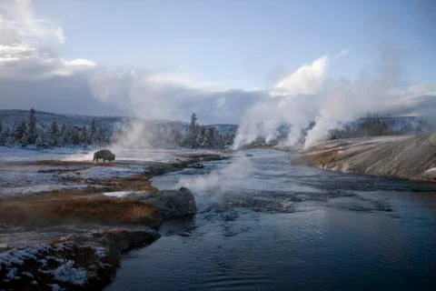 Yellowstone geyser and a Buffalo Stock Photos