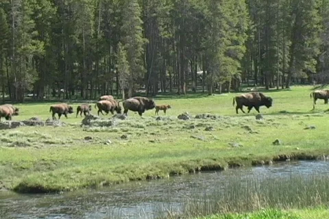 Yellowstone Herd of Buffalo Stock Footage 81131