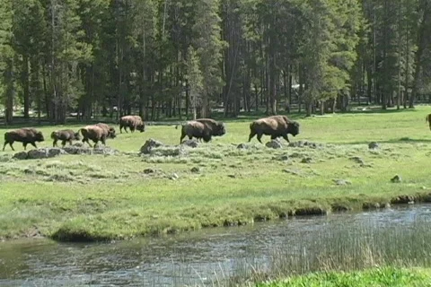 Yellowstone Herd of Buffalo Vídeo Stock 81133