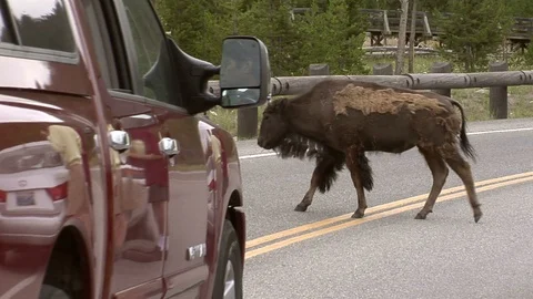 Yellowstone NP - Bison stops traffic on road Stock Footage 90368609