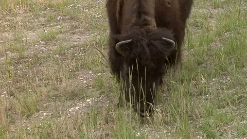 Yellowstone NP - close-up bison grazing Stock Footage 90370592