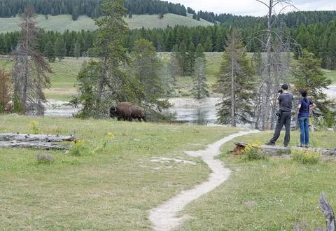 Yellowstone Park Bison Foto stock