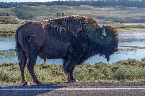 Yellowstone Park Bison Stock Photos